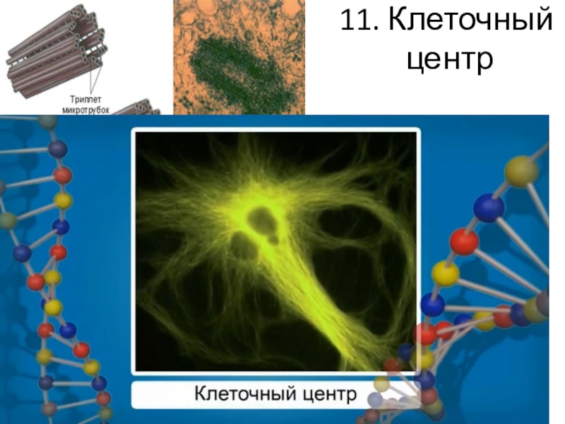 Центр клетки 4. Центросома. Триплеты клеточного центра. Центросома в клетке. Клеточный центр организма.