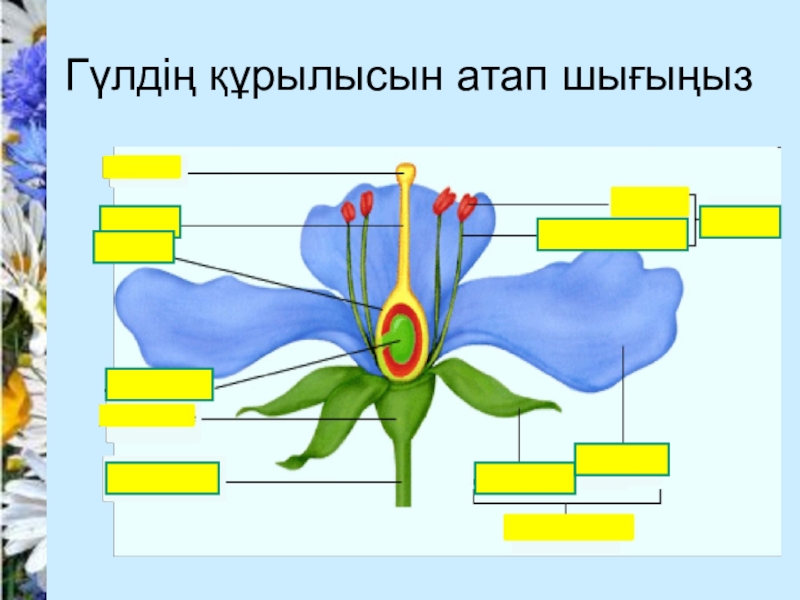 7 сынып презентация. Курылысы цветы.