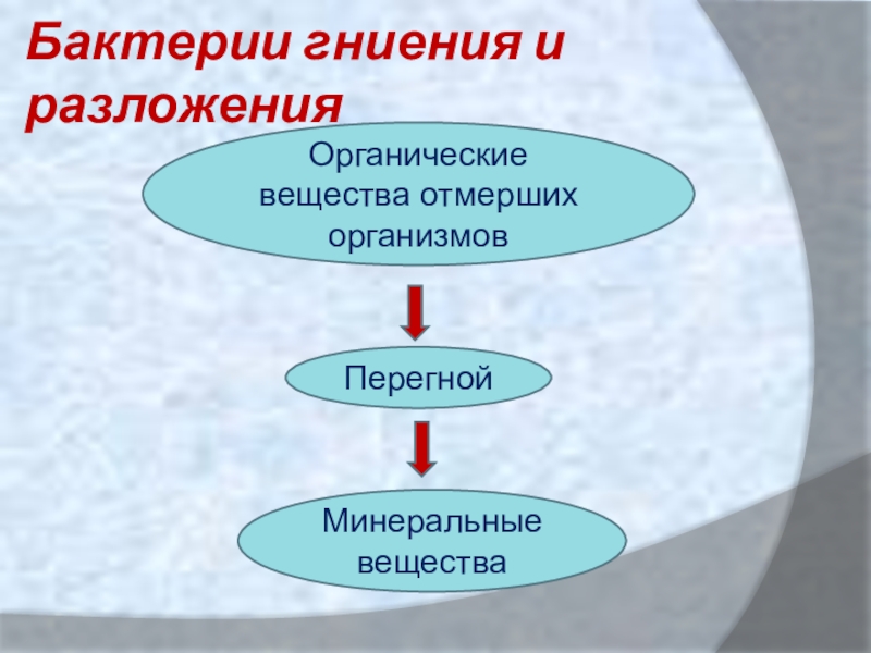 Бактерии гниения. Бактерии гниения относят к. Бактерии гниения по типу питания относятся к. Минеральные вещества бактерий. Бактерии гниения Тип питания.