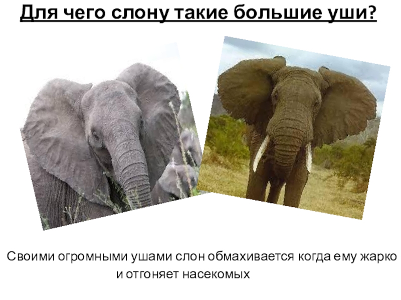 Ухо африканского слона. Слон обмахивается ушами. Уши и хобот слона. Уши африканского слона. У слона большие уши.