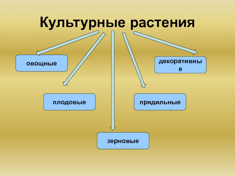 Прядильные культурные растения. Культурные растения овощные плодовые зерновые. Культурные растения плодовые зерновые декоративные прядильные. Прядильные культурные растения 2 класс.