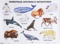 Презентация Животные - холодного острова