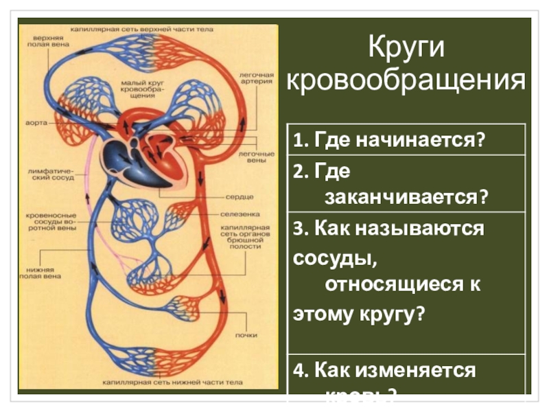 Большой круг кровообращения начинается и заканчивается. Большой и малый круг кровообращения начинается. Большой круг кровообращения (БКК). Большой и малый круг кровообращения 8 класс. Органы образующие малый круг кровообращения.