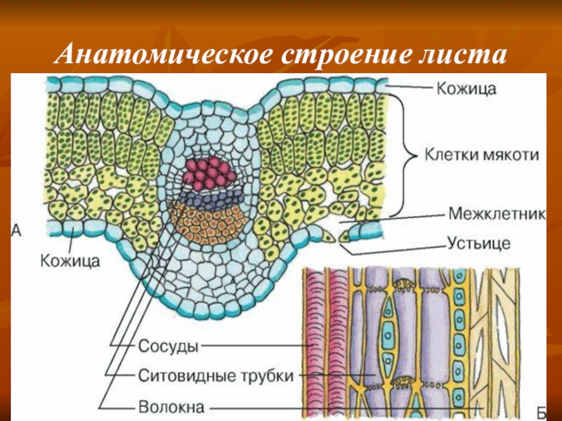 Пользуясь интерактивной схемой рассмотрите внутреннее строение листа и расставьте подписи к рисунку