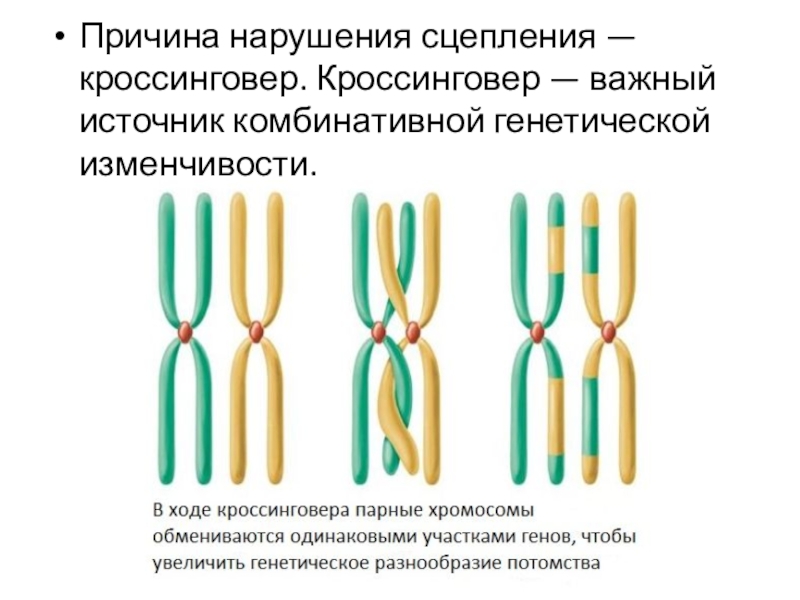 Кроссинговер это. Конъюгация и кроссинговер хромосом. Биваленты и гомологичные хромосомы. Конъюгация и кросс нговер. Кроссинговер термин.