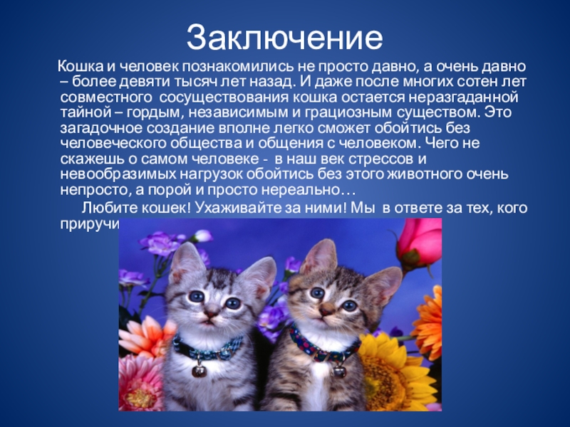 Проектно-исследовательская работа "Почему мы любим кошек?" - внеурочная работа, 