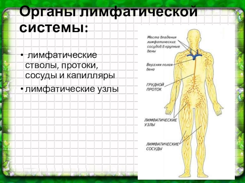 Лимфатические стволы