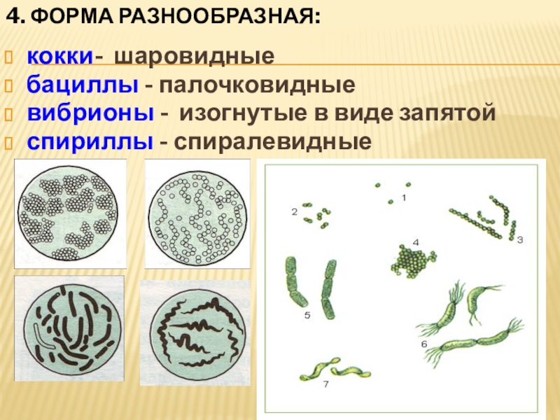 Бактерии изогнутой формы носят название. Кокки спириллы бациллы ВПР 5 класс. Палочковидные бактерии в виде запятой спиралевидные. Палочковидные бактерии виды. Шаровидные бактерии кокки.
