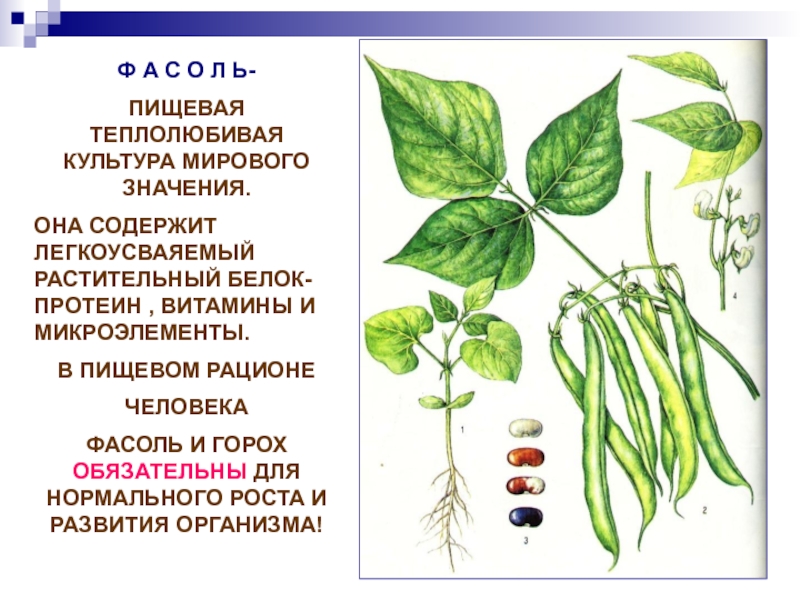 Пищевые бобовые растения 7 класс 8 вид презентация