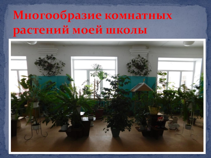 Презентация Многообразие комнатных растений моей школы