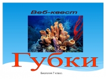 Презентация по биологии на тему Тип Губки (7 класс)