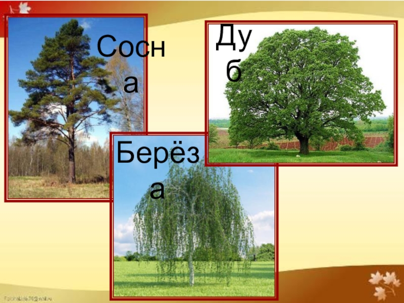 Дубы сосны ели. Сосна, дуб, береза, осина. Дуб, берёза, сосна , ель, клён, Ива. Дуб береза сосна. Дуб и береза.