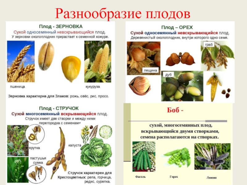 Что называют плодом. Классификация плодов цветковых растений. Плоды строение и классификация плодов. Плоды цветковых растений классификация. Тип плода у растений.