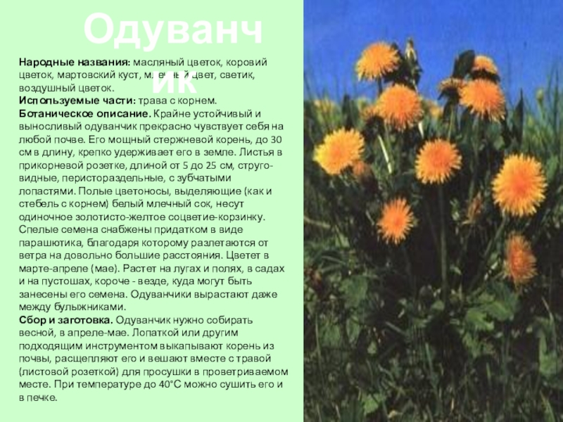 Народное название цветов. Одуванчик описание для детей. Народные названия. Одуванчик мини сообщение. Подобрать текст описание растения.