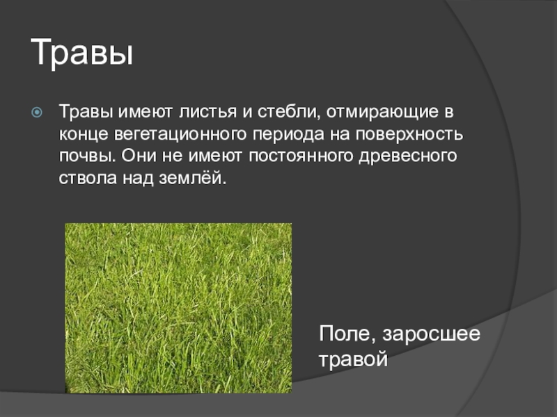 Имеют листья и стебли. 6 Класс презентация травы.. Форма травы. Презентация виды трав.