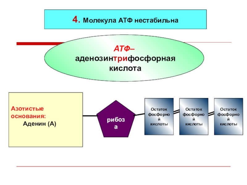 Характерные признаки атф. АТФ аденозинтрифосфорная кислота. Азотистое основание АТФ. Модель АТФ. Функции АТФ биология.