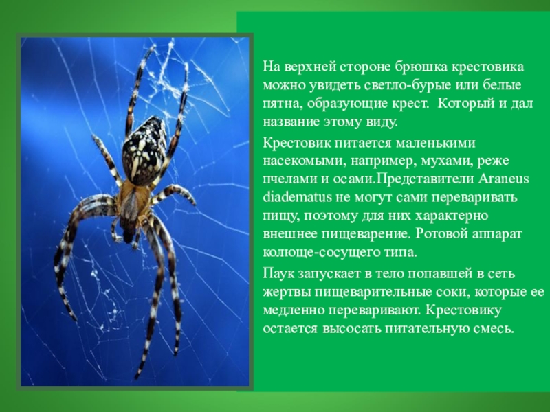 Значение паукообразных в жизни человека. Паук крестовик брюшко. Паук крестовик Тип питания. Систематика паука крестовика. Сообщение о пауке крестовике.