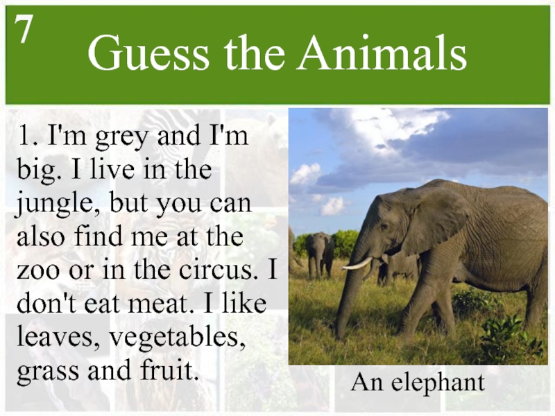 Facts about animals. Guess the animal. Animals 5 класс. Wild animals тема на английском. Wild animal 5 класс.