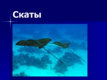Скаты