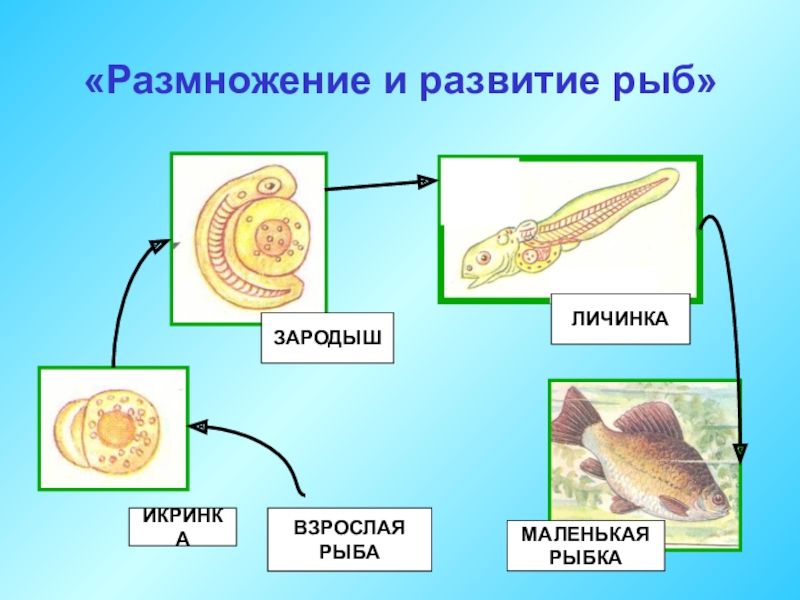 Размножение и развитие рыб 3 класс