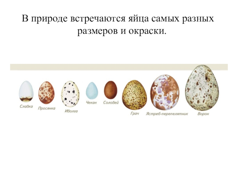 На каких картах какие яйца. Сравнительные Размеры яиц. Яйца птиц с названиями. Разные формы яиц. Размеры яиц разных птиц.