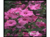 Презентация  ЛАВАТЕРА к уроку биологии на тему  Декоративные растения