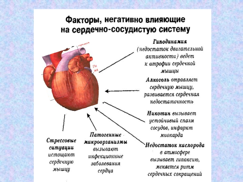 Сердечные заболевания сообщение. Заболевания сердечно-сосудистой системы. Факторы негативно влияющие на сердечно-сосудистую систему. Презентация на тему сердечно сосудистые заболевания. Причины заболевания сердечно-сосудистой системы.