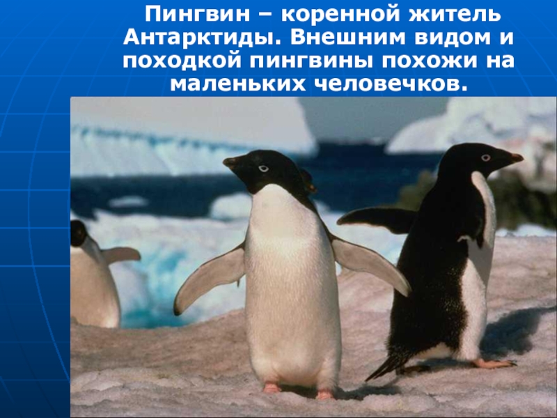 Пингвин – коренной житель Антарктиды. Внешним видом и походкой пингвины похожи на маленьких человечков.