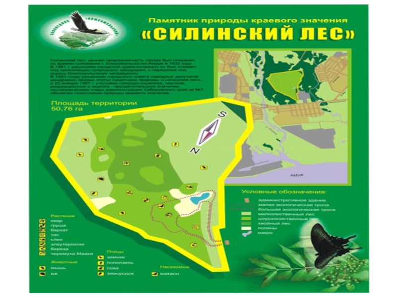 Презентация Силинский лес, памятник природы, Хабаровский край