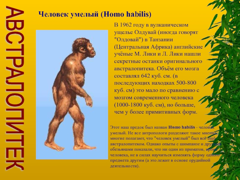 Что в переводе с латинского означает австралопитек. Человек умелый Эволюция. Человек умелый информация. Австралопитеки человек умелый.