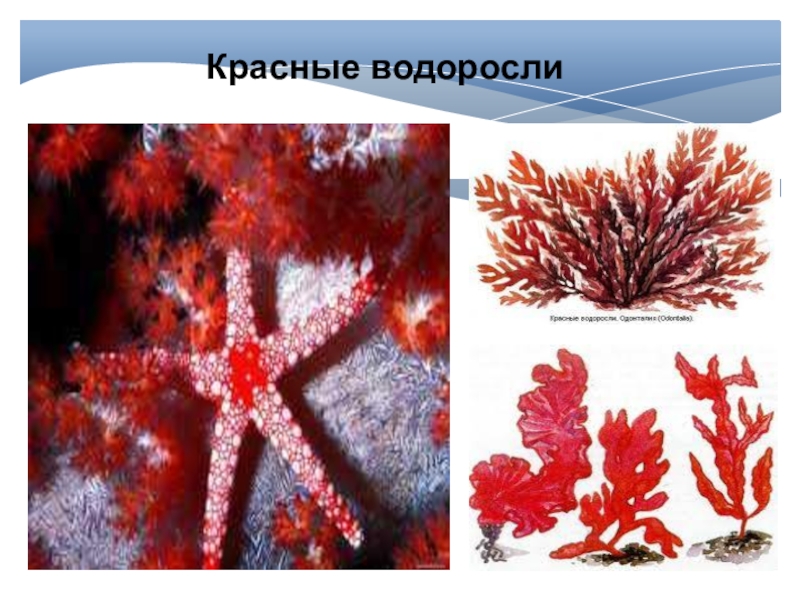 Красной водорослью является. Красные водоросли. Красные водоросли и их названия. Красные водоросли представители названия. Класс красные водоросли представители.