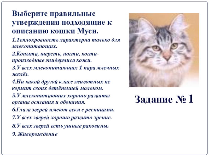 Имя муся. Рассказ про кошку Мусю. План описания кошки. Описание кошки сочинение. Как правильно описать кошку.