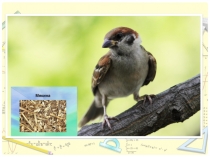 Презентация по алгебре на тему Функция. Обобщение (7 класс)