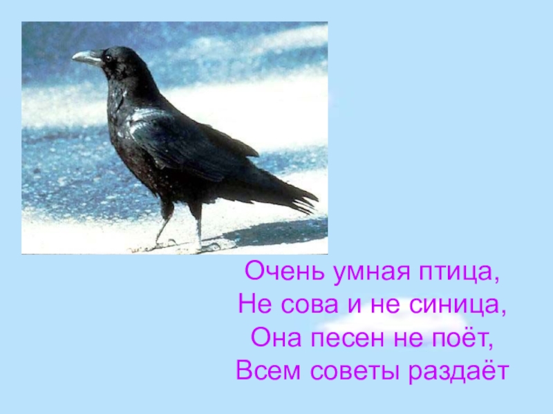 Птицы не поют я не поверил. Синица многозначное слово. Н. Романова «умная птица»,текст.