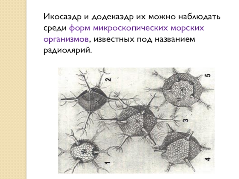 Среди форм. Радиолярия додекаэдр. Радиолярия в форме додекаэдра. Circoporus octahedrus.