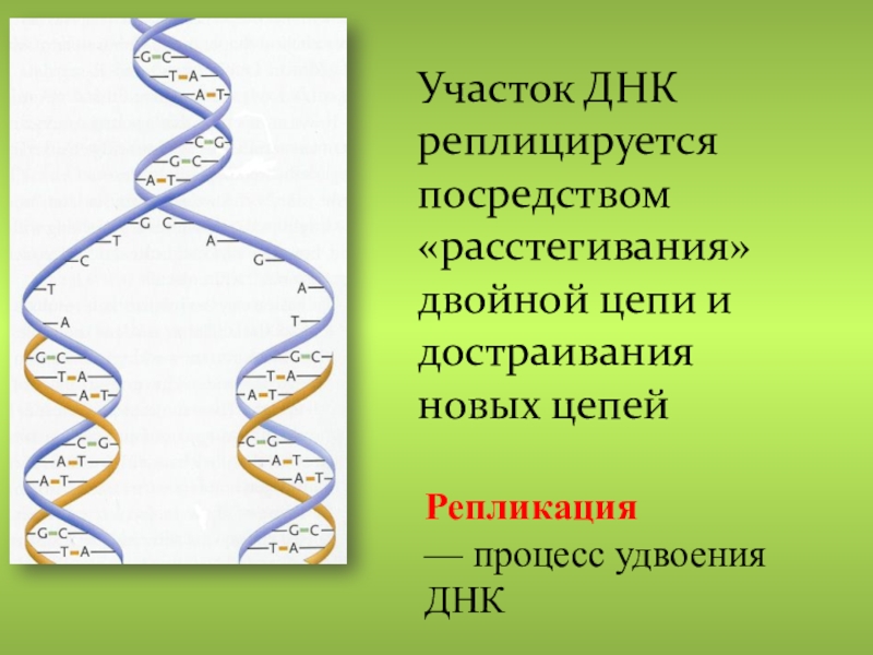 Участок днк. Участок цепи ДНК. Двойная цепь ДНК. Неинформативные участки ДНК.