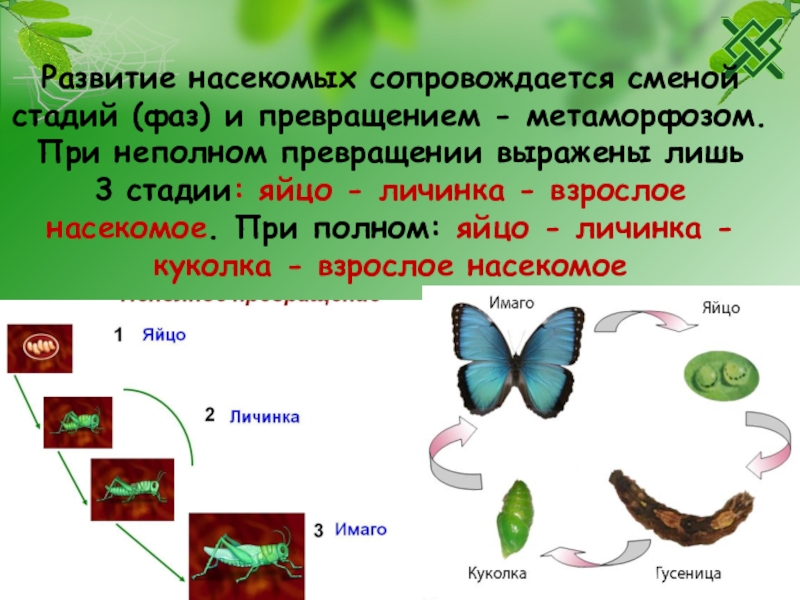 В чем заключается преимущество развития метаморфозом. Этапы развития насекомых 7 класс. Насекомые с полным превращением. Развитие с полным превращением. С полным превращением развиваются.