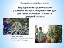 Презентация исследовательской работы Выращивание тропического растения агавы в непривычных для растения условиях климата средней полосы