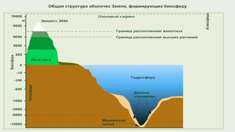 Презентация на тему биосфера 9 класс по биологии