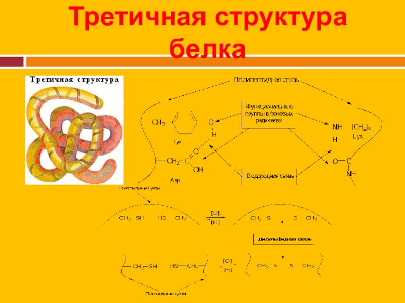 Третичные белки. Конформация третичной структуры белка. Третичная структура белка РНК. Взаимосвязь первичной и третичной структуры.. Основной метод определения третичной структуры белка:.