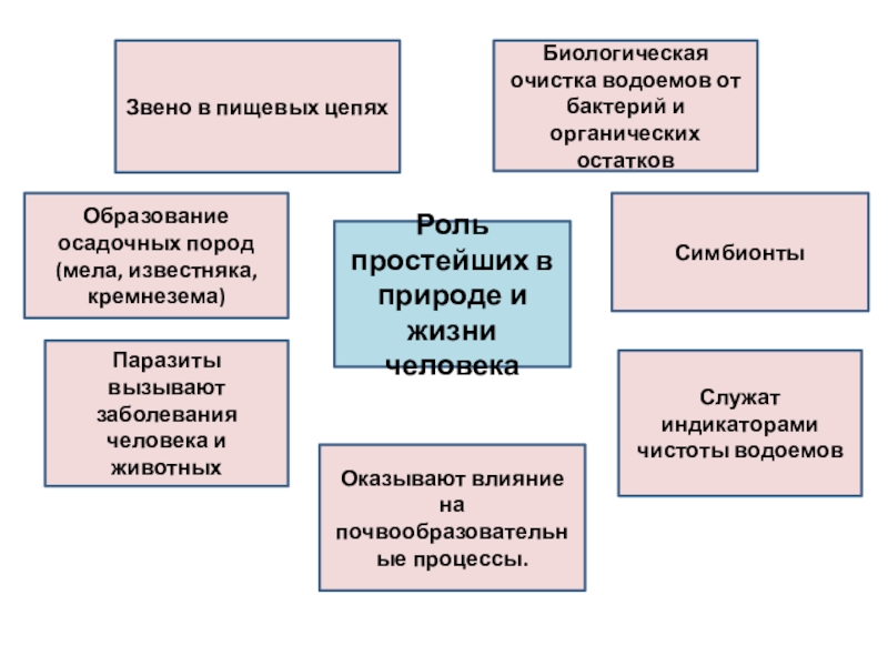 Роль простейших в природе и жизни человекаОбразование осадочных пород (мела, известняка, кремнезема)Звено в пищевых цепяхСимбионтыПаразиты вызывают заболевания