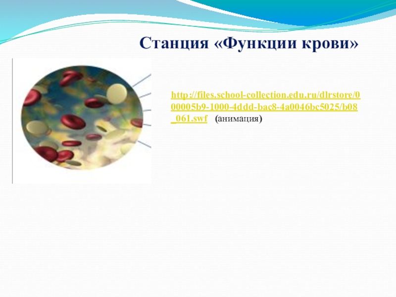 http://files.school-collection.edu.ru/dlrstore/000005b9-1000-4ddd-bac8-4a0046bc5025/b08_061.swf  (анимация)Станция «Функции крови»