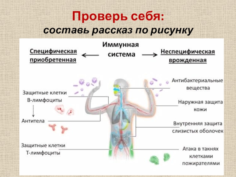 Иммунитет защита организма. Иммунная система человека схема. Периферические органы иммунной системы человека.