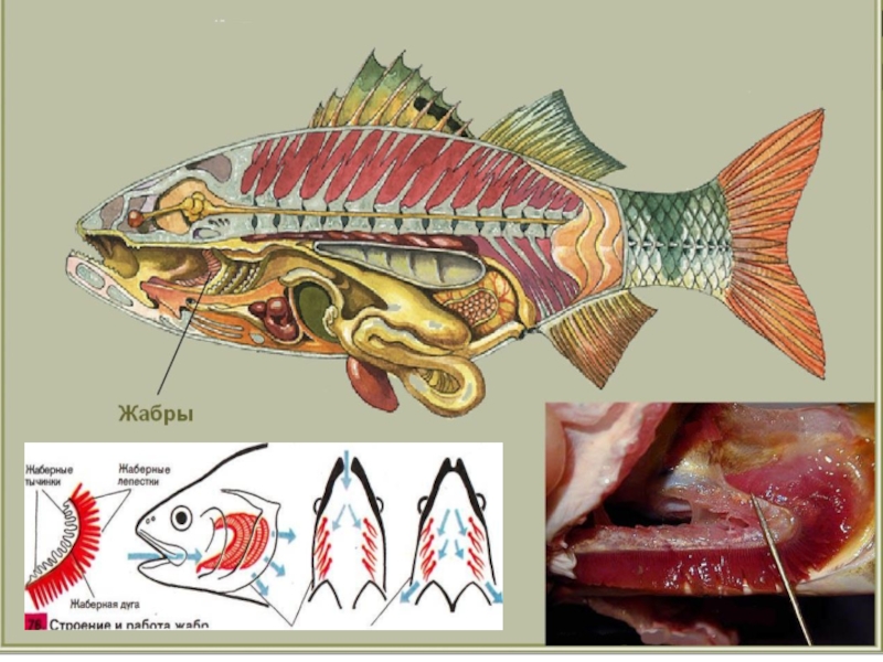 Жаберные рыбы. Строение жабр.