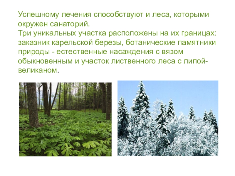 Успешному лечения способствуют и леса, которыми окружен санаторий. Три уникальных участка расположены на их границах: заказник карельской