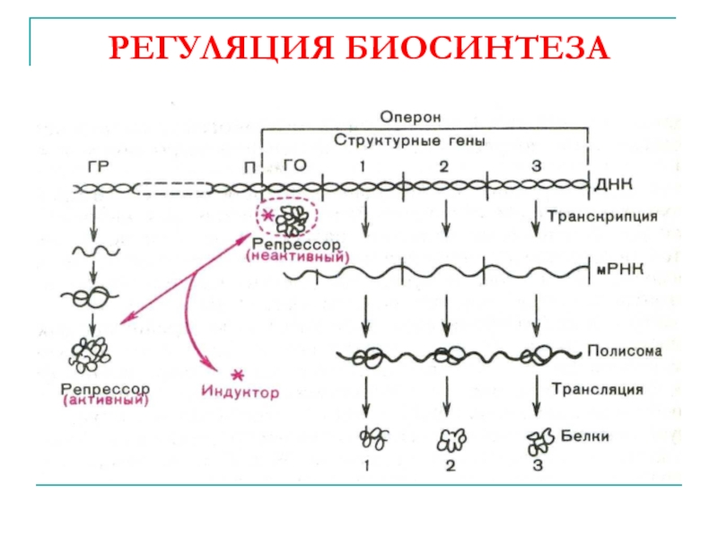 Определите последовательность процессов биосинтеза белка