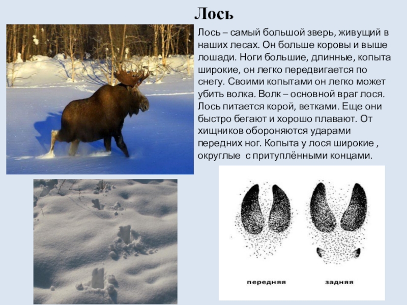 Следы лося картинки для детей распечатать