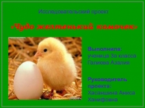 Презентация по окружающему миру на тему Кто такие птицы? - Чудо желтенький комочек