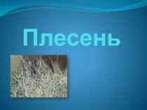 ПрезентацияРоль плесени в жизни человека