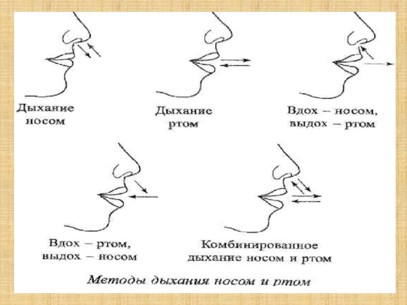 Схема речевого дыхания вдох пауза выдох